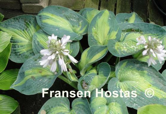 Hosta Color Glory